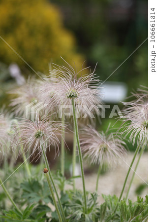 雨に濡れたオキナグサの花後 106661814