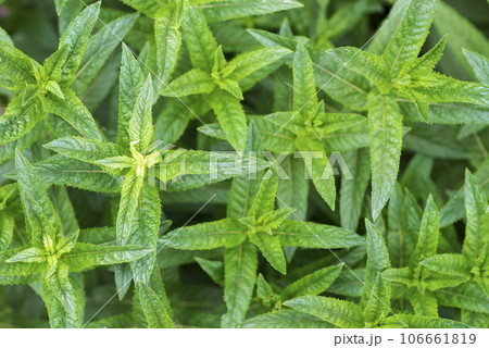 Fresh mint. Fresh growing green mint. Mint growing in a garden 106661819
