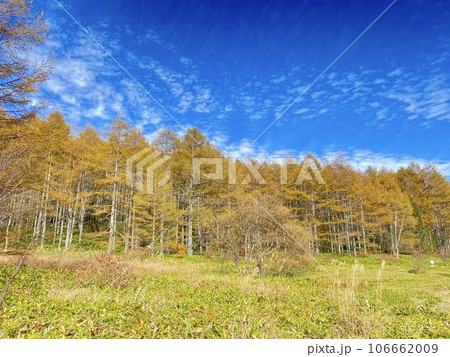 秋の湯の丸山のカラマツ林と青空 秋の湯の丸山のカラマツ林と青空 106662009
