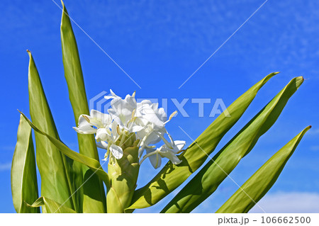 ジンジャーリリー　花縮砂　ホワイトジンジャー 106662500