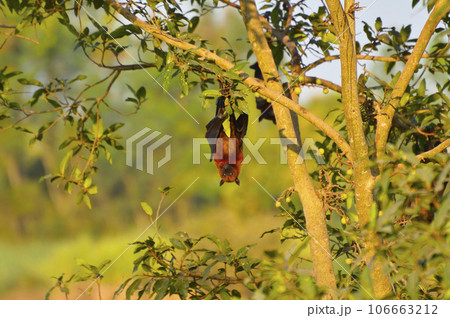 Indian Flying Fox, Pteropus giganteus hanging upside down from a tree near Sangli, Maharashtra, India 106663212