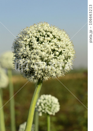 Onion flower near Pune Maharashtra India 106663213
