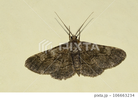 Common carpet moth, Pune Maharashtra India 106663234