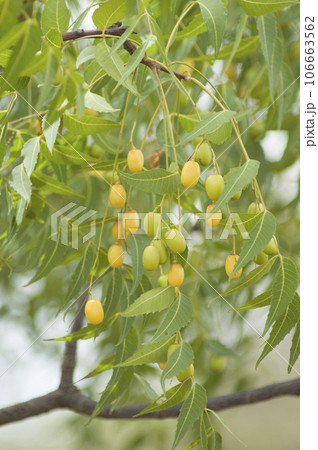 Neem seeds on the tree Neem seeds on the tree 106663562