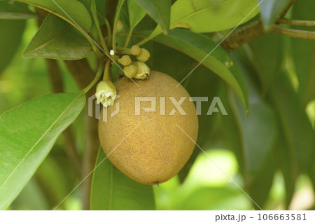 Sapodilla or chickoo fruit on tree Sapodilla or chickoo fruit on tree 106663581