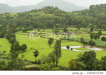 Landscape view of rice farming near Mulshi Dam, Pune, Maharashtra India Landscape view of rice farming near Mulshi Dam, Pune, Maharashtra India 106663599