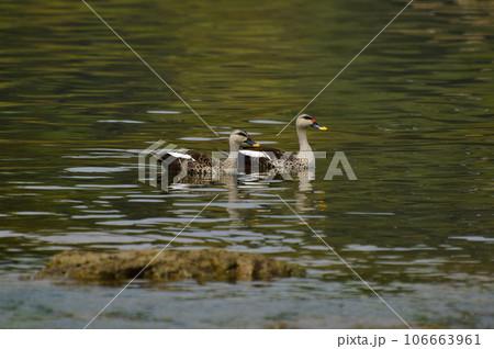 Indian Spot-billed Ducks near Sangli, Maharashtra, India. Anas poecilorhyncha 106663961