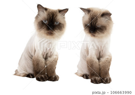 Portrait of a beige cat Portrait of a beige cat 106663990