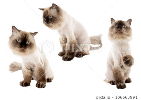 Portrait of a beige cat 106663991