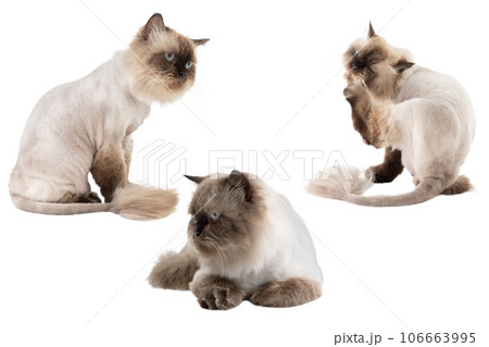 Portrait of a beige cat Portrait of a beige cat 106663995