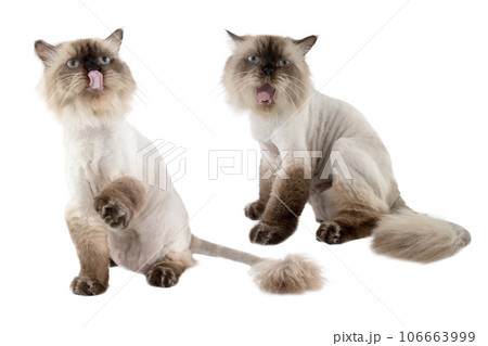 Portrait of a beige cat 106663999