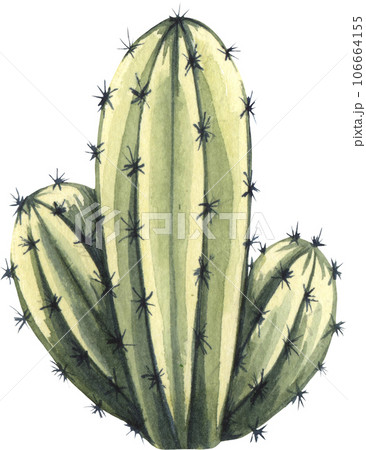 Watrcolor hand drawn realistic cactus illustration. Botanical Echinocereus triglochidiatus isolated on white 106664155