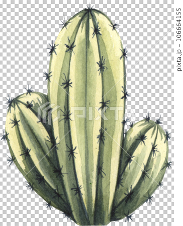 Watrcolor hand drawn realistic cactus illustration. Botanical Echinocereus triglochidiatus isolated on white 106664155