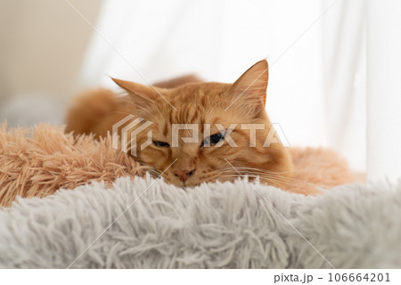 窓辺の猫　茶トラ猫 106664201