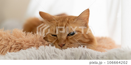 窓辺の猫　茶トラ猫 106664202