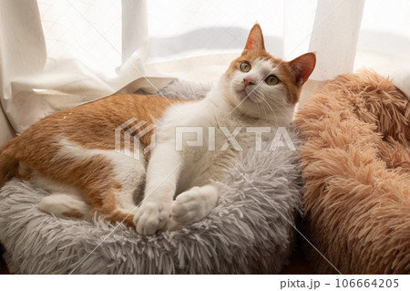 見つめる猫 茶トラ白 見つめる猫 茶トラ白 106664205