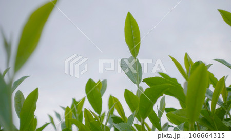 茶畑　緑茶　茶の葉　お茶　静岡　金谷　コピースペース　農業　作物　名産品 106664315