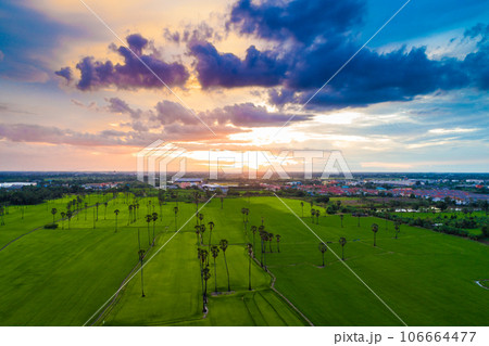 Aerial view green paddy rice plantation field sunset sky cloud agricultural 106664477