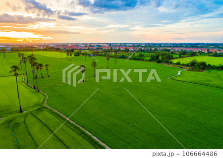 Aerial view green paddy rice plantation field sunset sky cloud agricultural 106664486