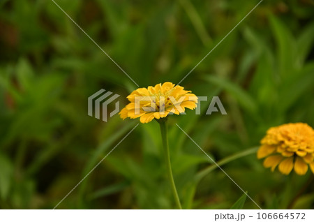 黄色い花 黄色い花 106664572