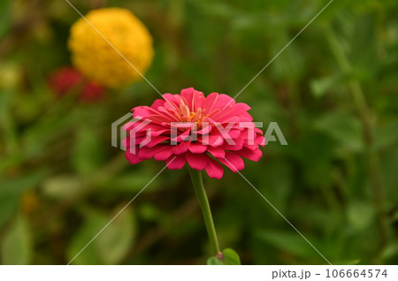 赤い花 赤い花 106664574