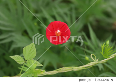夏の庭に咲くハゴロモルコウソウの赤い花 106664619