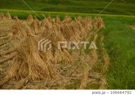 収穫の後稲束 106664792