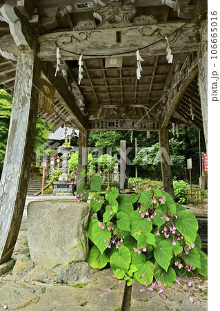 出流山千手院満願寺の水屋にシュウカイドウ 出流山千手院満願寺の水屋にシュウカイドウ 106665016