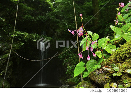 出流山千手院満願寺奥の院の大悲の滝に秋海棠の花 出流山千手院満願寺奥の院の大悲の滝に秋海棠の花 106665063