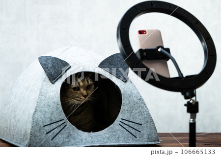 Cat blogger. Animal video blog. The cat is live Cat blogger. Animal video blog. The cat is live 106665133