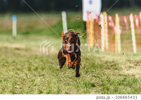 Dobermann dog lifted off the ground during the dog racing competition running straight into camera 106665431