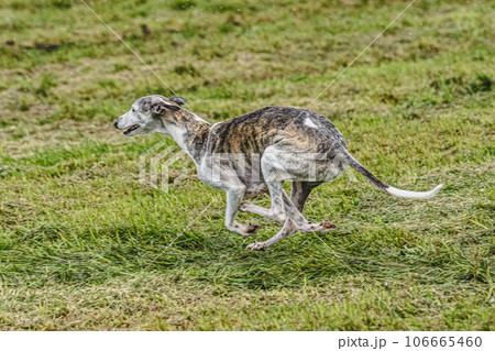 Whippet dog running fast and chasing lure across green field at dog racing competion 106665460