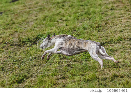 Whippet dog running fast and chasing lure across green field at dog racing competion Whippet dog running fast and chasing lure across green field at dog racing competion 106665461