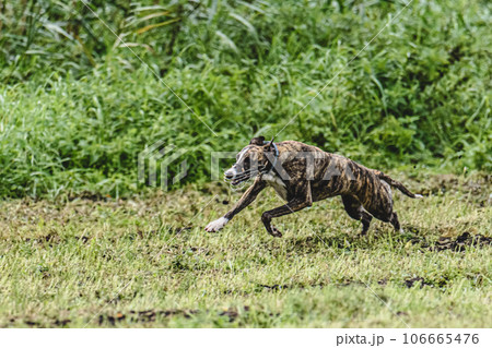 Whippet dog running fast straight at full speed straight on camera 106665476