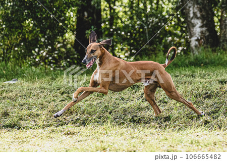 Azawakh dog lifted off the ground during the dog racing competition running straight into camera 106665482