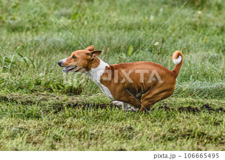 Basenji dog running fast and chasing lure across green field at dog racing competion 106665495
