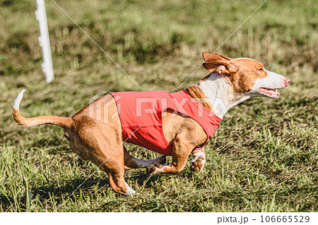 Dog running in green field and chasing lure at full speed on coursing competition Dog running in green field and chasing lure at full speed on coursing competition 106665529