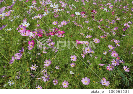 咲き乱れるコスモス 106665582