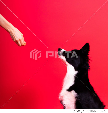Caucasian woman training border collie dog. Concept of relationship between human and animal. Caucasian woman training border collie dog. Concept of relationship between human and animal. 106665853