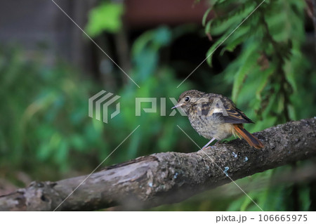 ジョウビタキ　幼鳥 106665975
