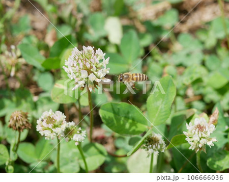 シロツメクサとミツバチ 106666036