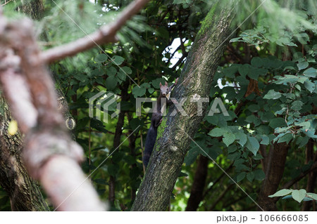 A long-tailed squirrel is climbing a tree. Sciurus vulgaris 106666085