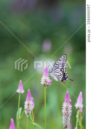 A swallowtail butterfly sitting on a purple flower. Celosia argentea, Papilio xuthus 106666097