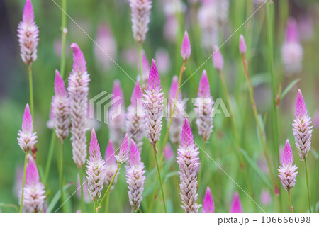 A gorgeous purple flower found on the side of the road. Celosia Argentina 106666098