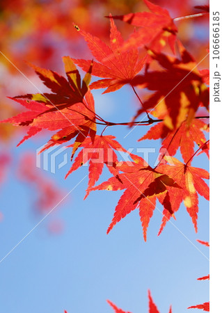 かえでの紅葉のクローズアップ 【青空背景】 106666185