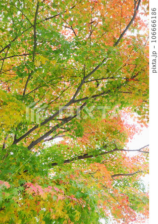 色づき始めたカエデ 【白背景】 【空背景】 106666186