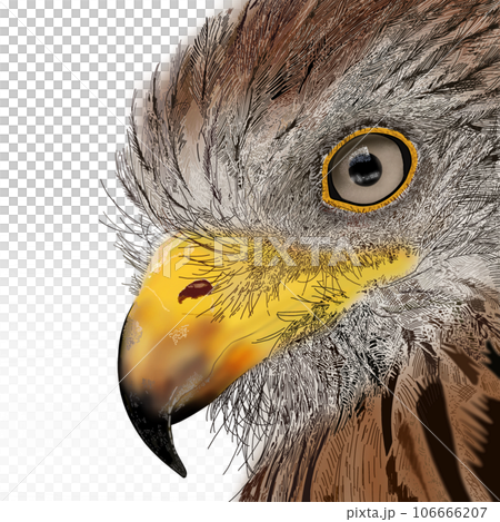 リアルな鳥のイラストのイラスト素材 [106666207] - PIXTA