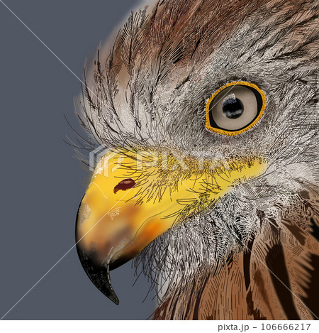 リアルな鳥のイラストのイラスト素材 [106666217] - PIXTA