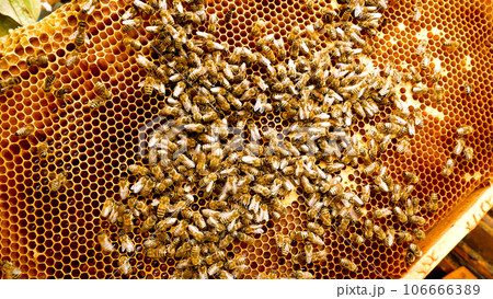 Many bees crawl on the honey frame with honeycombs in the hive. Smoke blows on the bees Many bees crawl on the honey frame with honeycombs in the hive. Smoke blows on the bees 106666389