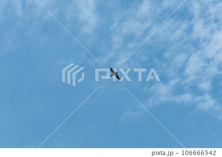 高速で空を飛ぶツバメ 高速で空を飛ぶツバメ 106666542